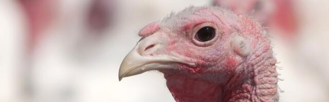 How did Minnesota become the nation’s top turkey state?