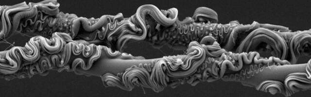 You’ll Never Guess What Took First Place at the Royal Society’s Photo Competition