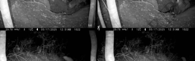 Achingly Sad Video Documents First-Known Case of Red Fox Attacking a Wolf Pup