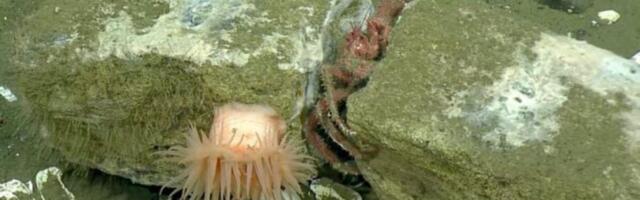 Watch Deep-Sea Creatures Feed on a Whale That’s Been Dead for Over 20 Years