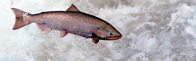 Hydroelectric Dams in Oregon Kill Salmon. Congress Says It’s Time to Consider Shutting Them Down.