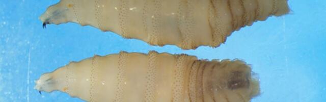 Detection of Flesh-Eating Screwworm Parasite in U.S. Traveler Raises Alarms