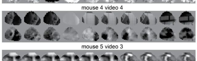 Ясновидение и шаманизм уйдут в прошлое: ученые смотрят видео напрямую из мозга мыши