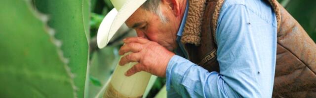 Could Mexican pulque be the next tequila or mezcal?