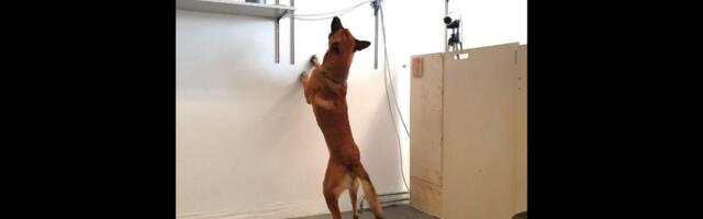 It’s Not Just Us: Some Dogs Can Become Unhealthily Addicted to Their Favorite Things, Too