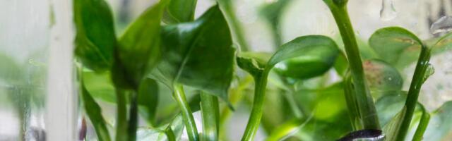 These Houseplants Can Clean Up the Air in Your Home