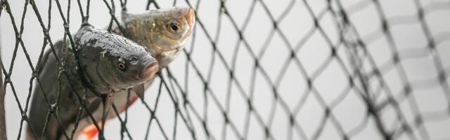 Pescetarians are responsible for many more animal deaths than regular meat eaters