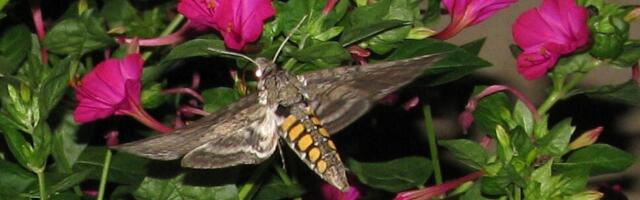 These Moths Smell Flowers Through Their Wings, Study Finds