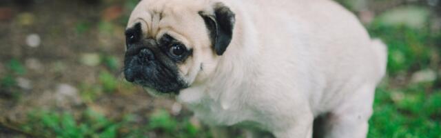 Here’s Where Your Dog Is Most Likely to Catch Roundworms at the Park