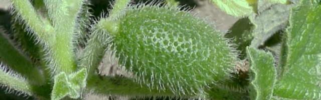 Watch this cucumber squirt out its seeds at ballistic speeds