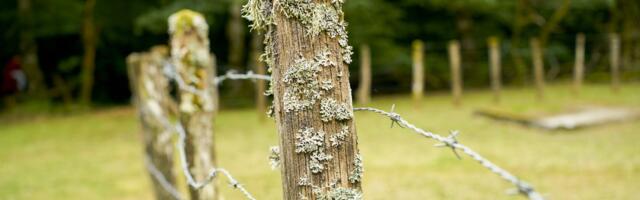 What Kind Of Staple Gun Is Best For Fencing? What To Know Before You Buy