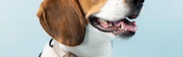 This AI Wearable Isn't for You. It's for Your Dog