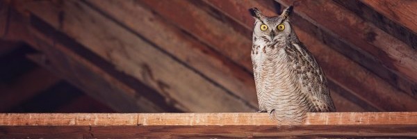 Owl Ventures’ new pair of funds gives edtech a $585 million boost