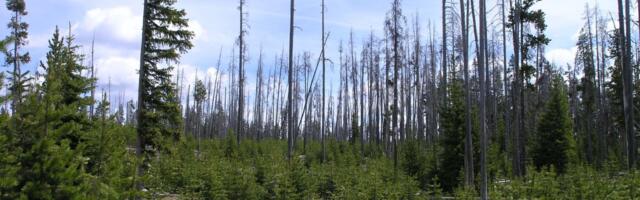 Yellowstone’s Standing Dead Trees Are a Wildfire Disaster Waiting to Happen, Scientists Warn