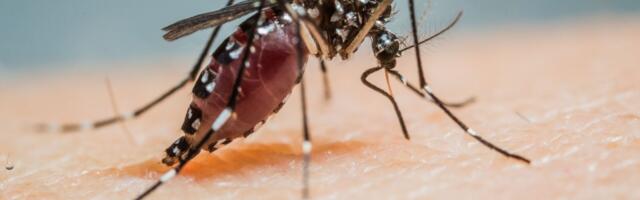 A Disease Once Confined to the Tropics Just Saw a 359% Surge in the US