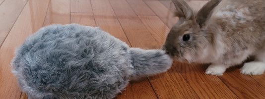 An earnest review of a robotic cat pillow