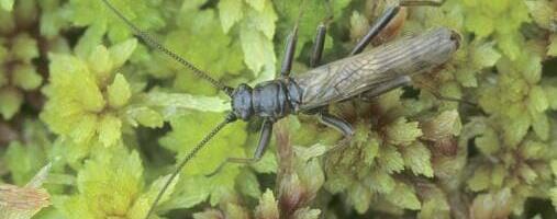 Sun loving stonefly spotters sought across Scotland