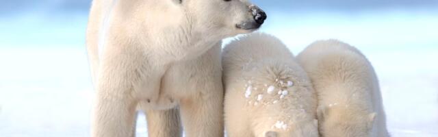 The oil industry’s cynical gamble on Arctic drilling