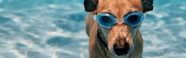 Google’s push to re-establish lead in AI boosts investor confidence