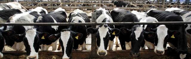 Americans are drinking more cow’s milk. Here’s why that’s a problem.