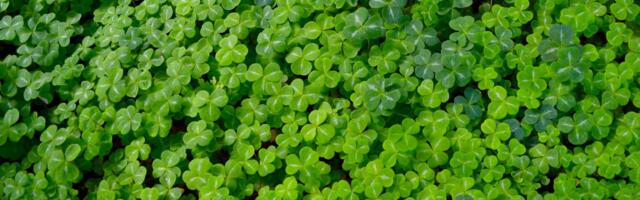 Irish people expect better quality of life from the green transition
