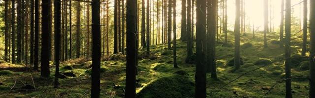 Mogo planting trees to offset carbon emissions from Bitcoin mining