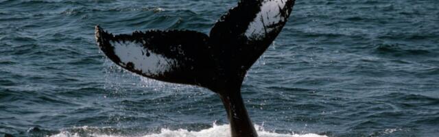 ‘Wave devouring’ tech inspired by whales could propel ships towards net zero