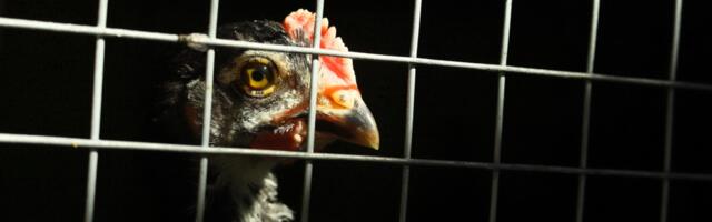 The bird flu doom loop