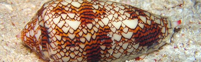 Цифровая физика. Жизнь на основе формул