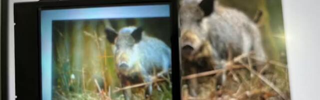 Raspberry Pi FarmGuard uses AI to detect troublesome wildlife and alert farmers