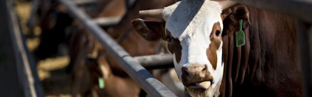 The meat industry’s climate accountability moment is here