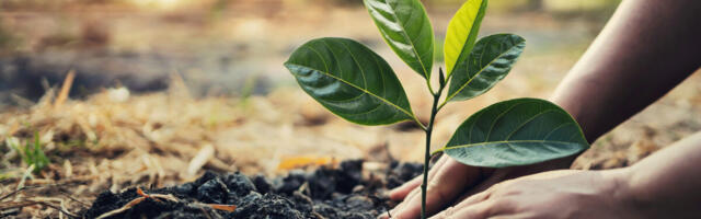 Bybit Partners with One Tree Planted to Plant 100,000 fruit trees in India