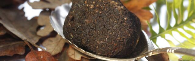 ‘Love at first bite’: Q&A with the American Truffle Company’s Robert Chang