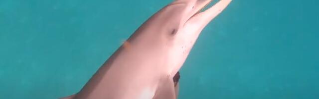 Forget Live Translate: Google is now using Pixel phones to talk to dolphins
