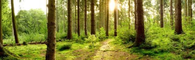 Growing a Greener Future: Microsoft inks carbon removal deal with offsets startup Chestnut