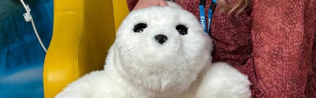 Fluffy robot seals are being used for mental health care at a UK hospital