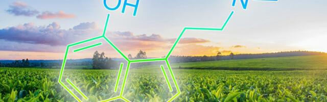 Researchers Discover How to Add Psilocybin, DMT, and Other Psychedelics to Tobacco