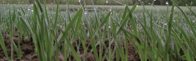 Finnish startup Tracegrow bags fresh capital to turn batteries into fertilizers