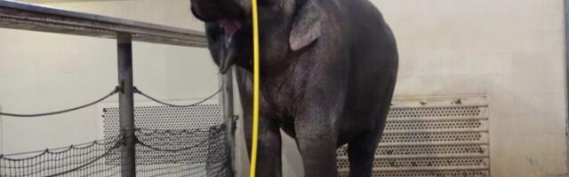 This elephant figured out how to use a hose to shower