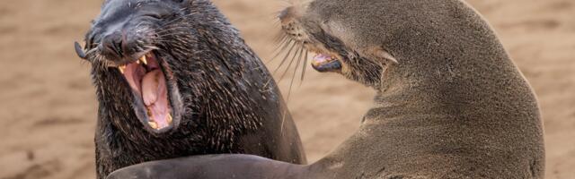 Laugh it Up: The 2024 Comedy Wildlife Photography Winners Are Pure Joy