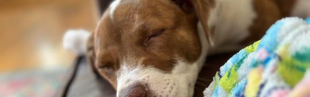 Here's How to Turn Your Favorite Pet Photo Into a Cute iPhone Emoji