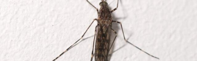 Mosquitoes Have Been Found in Iceland for the First Time Ever