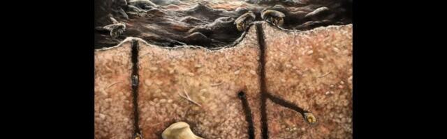 Fossilized Bee Nests Inside Skeletons Are Unlike Anything We’ve Seen Before