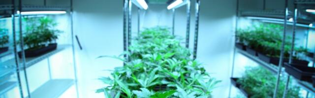 What Germany can teach Europe about growing a cannabis market