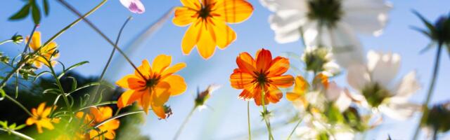 This Summer, Use ChatGPT to Help Plan Your Perfect Garden