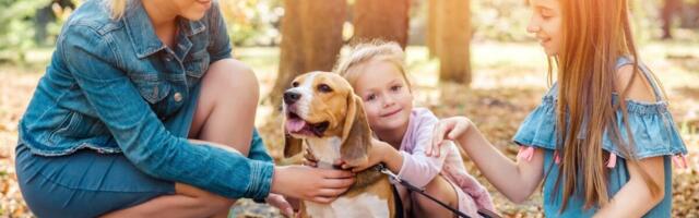 Irish Families, Happy Homes: Finding Puppies and Keeping Spaces Clean