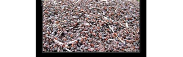 Особенности совещаний на проектах внедрения ERP-систем