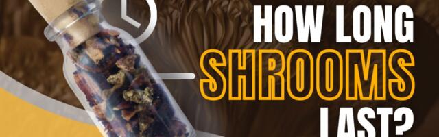 How Long Do Shrooms Last – Magic Mushrooms Effects and How Long They Stay in Your System