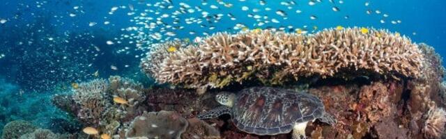 WCS Launches Global Strategy to Secure the Future of Coral Reefs in a Changing Climate