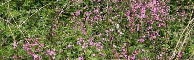 Commercial wildflower seeds may threaten native flowers